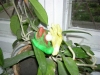 pic15pmay034